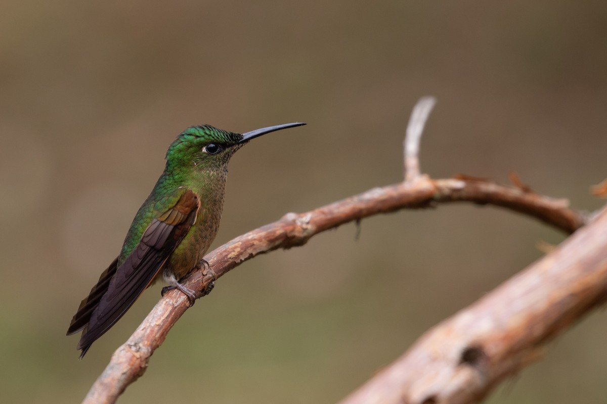 Fawn-breasted Brilliant - ML305777691