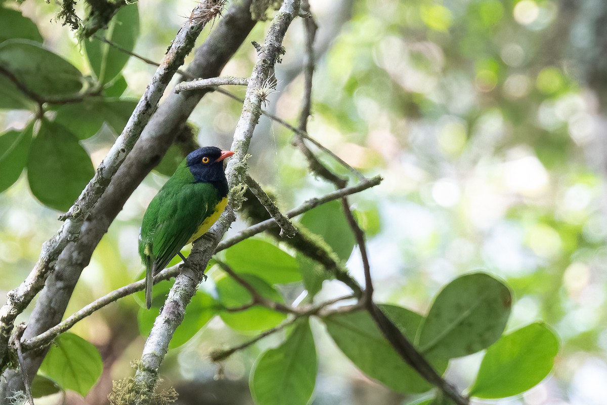 Cotinga de Lubomirsk - ML305779021