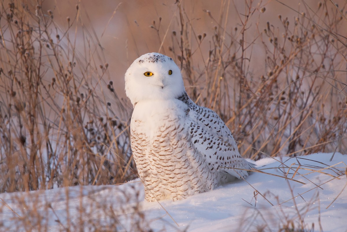 Snowy Owl - ML305779721