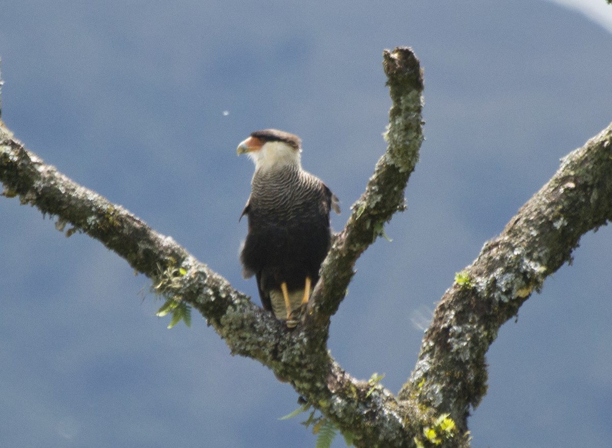 Crested Caracara (Southern) - ML305779741