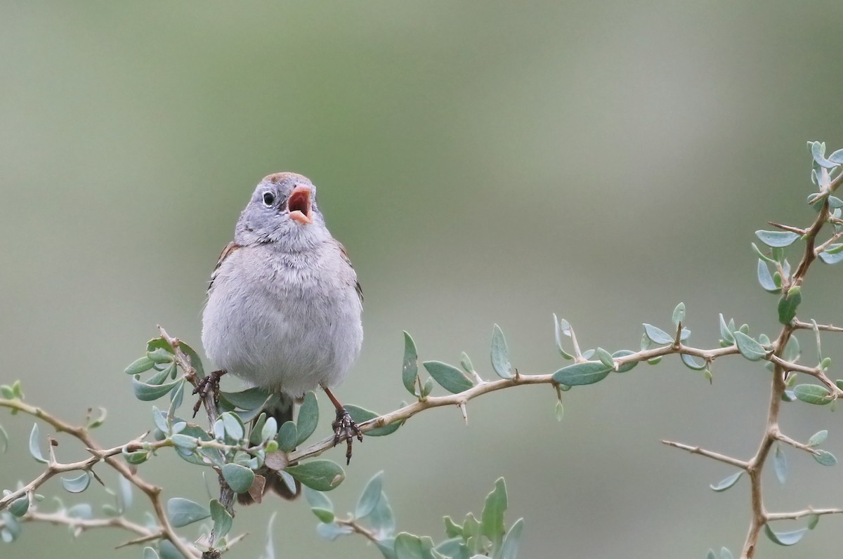 Worthen's Sparrow - Andrew Spencer