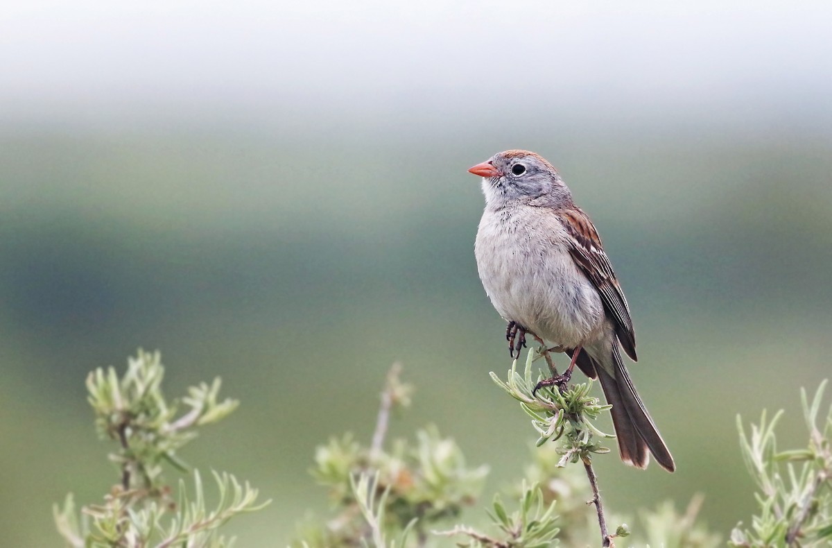 Worthen's Sparrow - Andrew Spencer