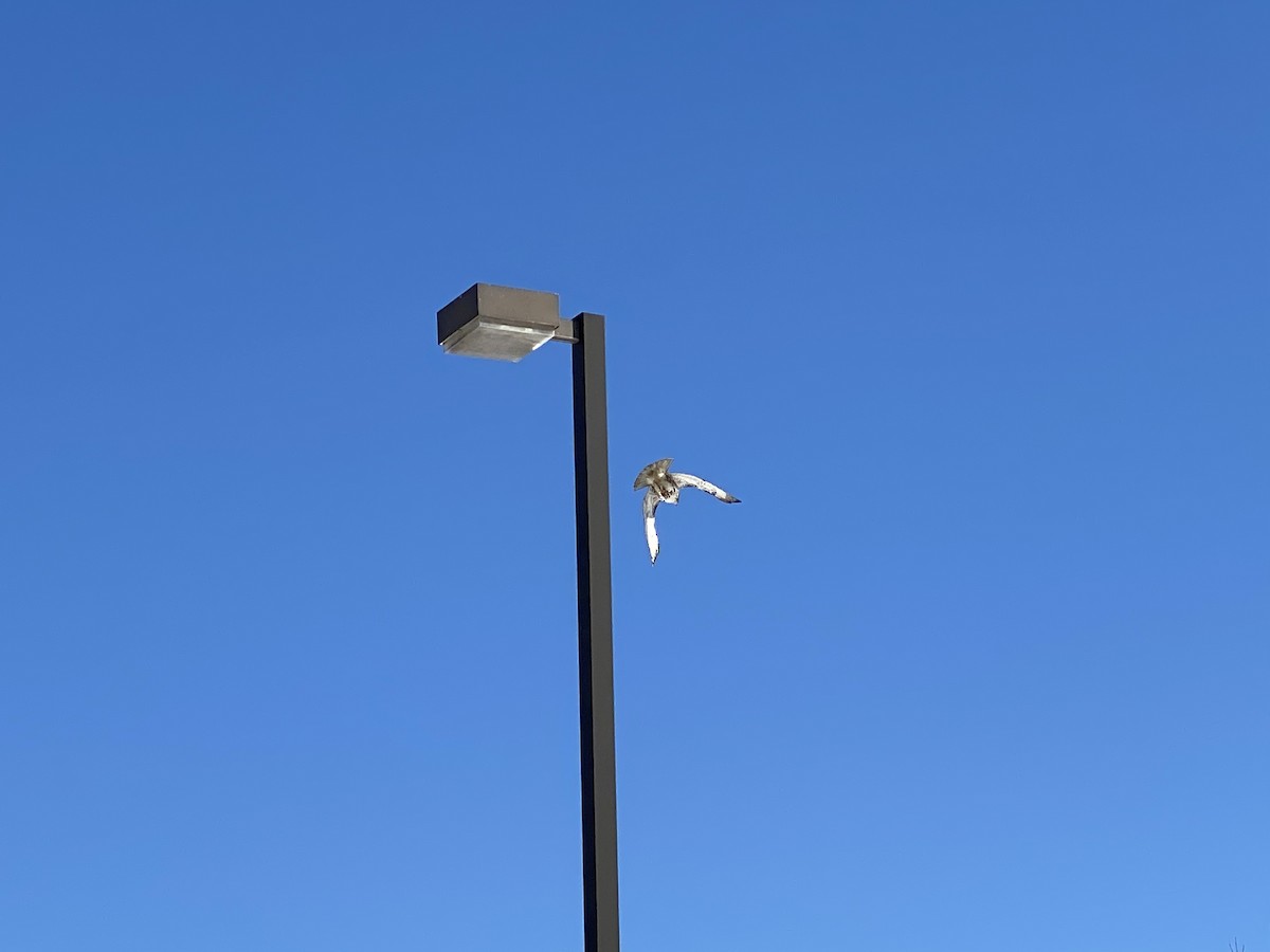 rødstjertvåk - ML305782301