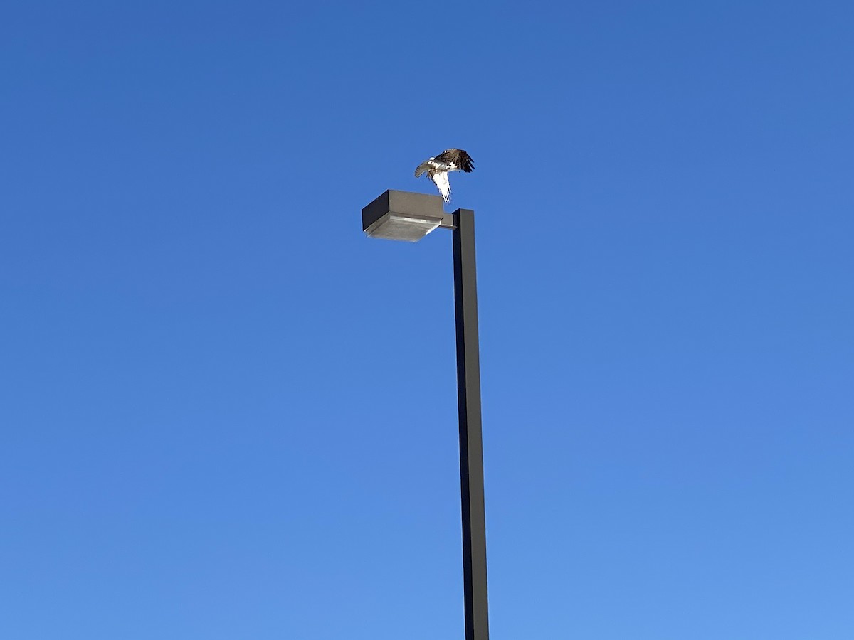 Red-tailed Hawk - ML305782311