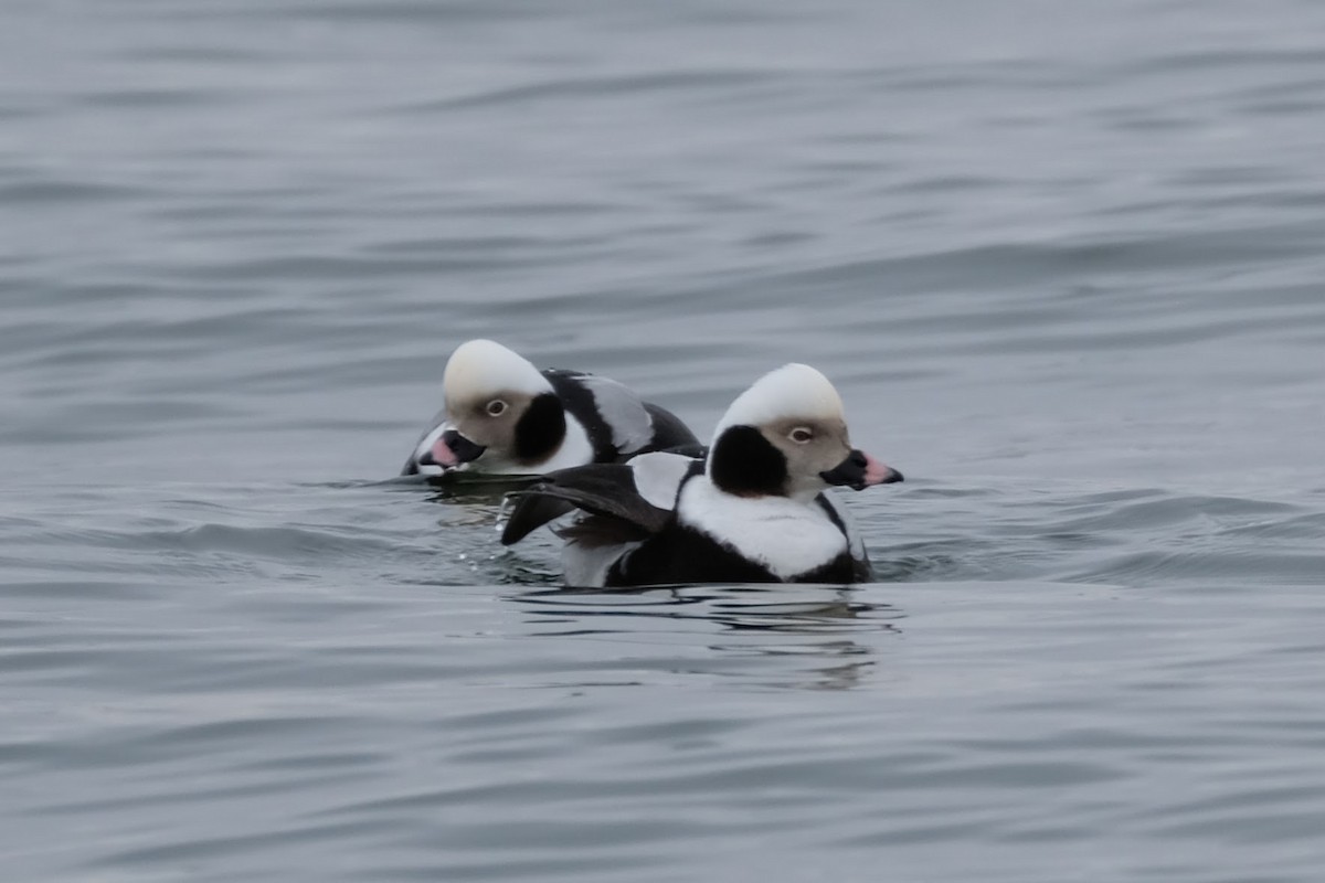 Long-tailed Duck - ML305783501
