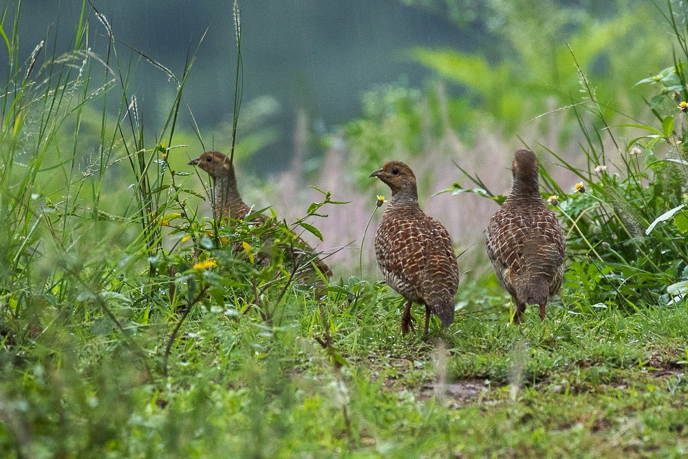 Gray Francolin - ML305784511
