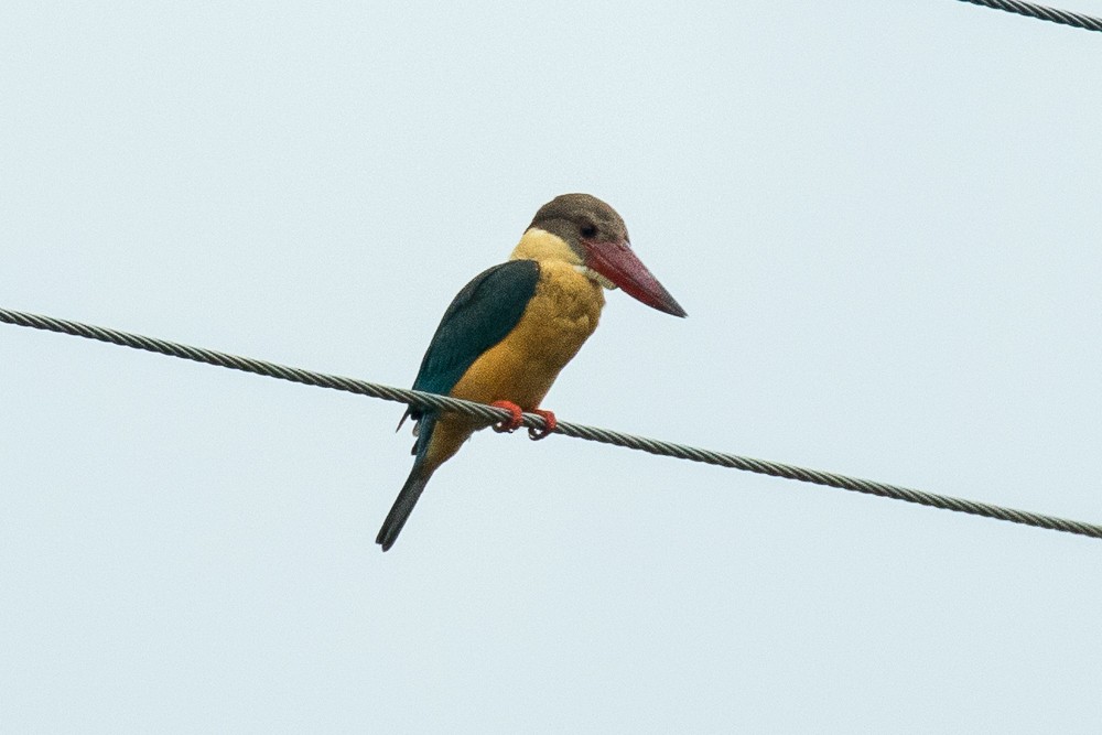 Stork-billed Kingfisher - ML305784571