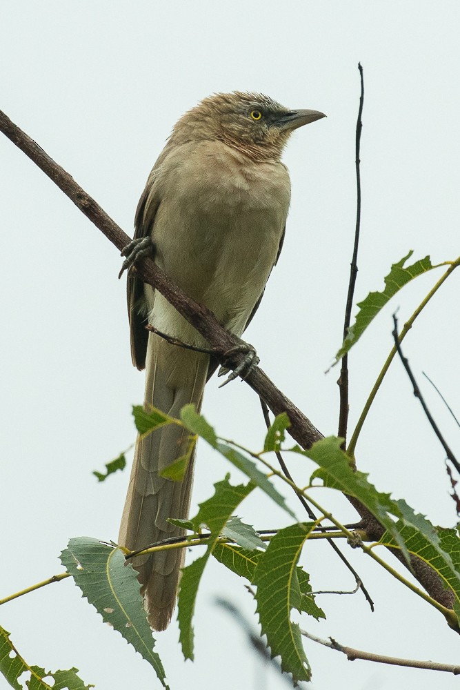 Large Gray Babbler - ML305784631
