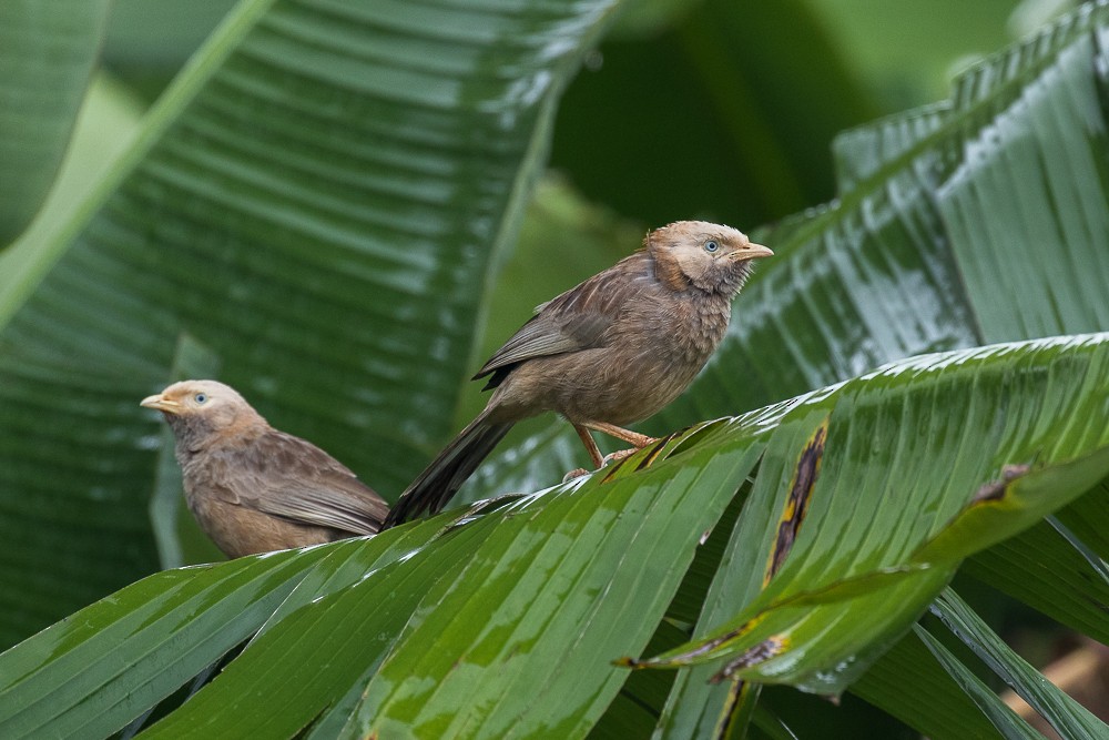 Yellow-billed Babbler - ML305784671