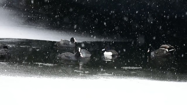 鳳頭潛鴨 - ML305787391