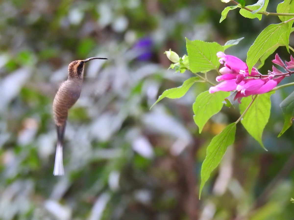 Scale-throated Hermit - ML305787811