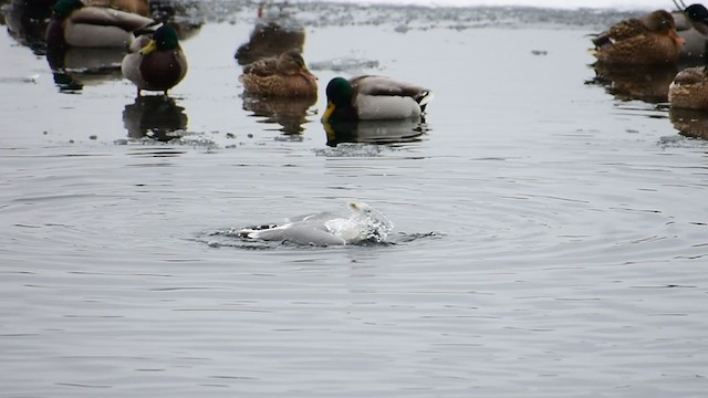 歐亞海鷗 - ML305787951