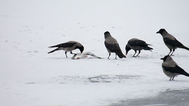 Hooded Crow - ML305788281