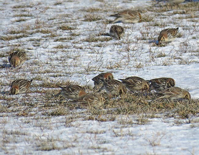 Lapland Longspur - ML305789521