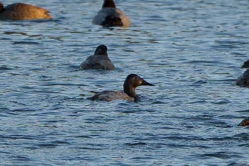 Canvasback - ML305790361