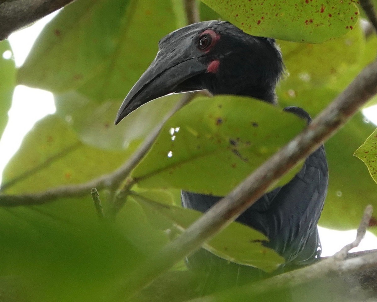 Black Hornbill - Martin Kennewell