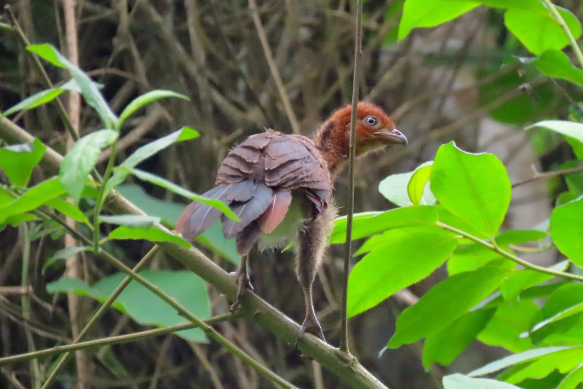 Rufous-headed Chachalaca - ML305791541