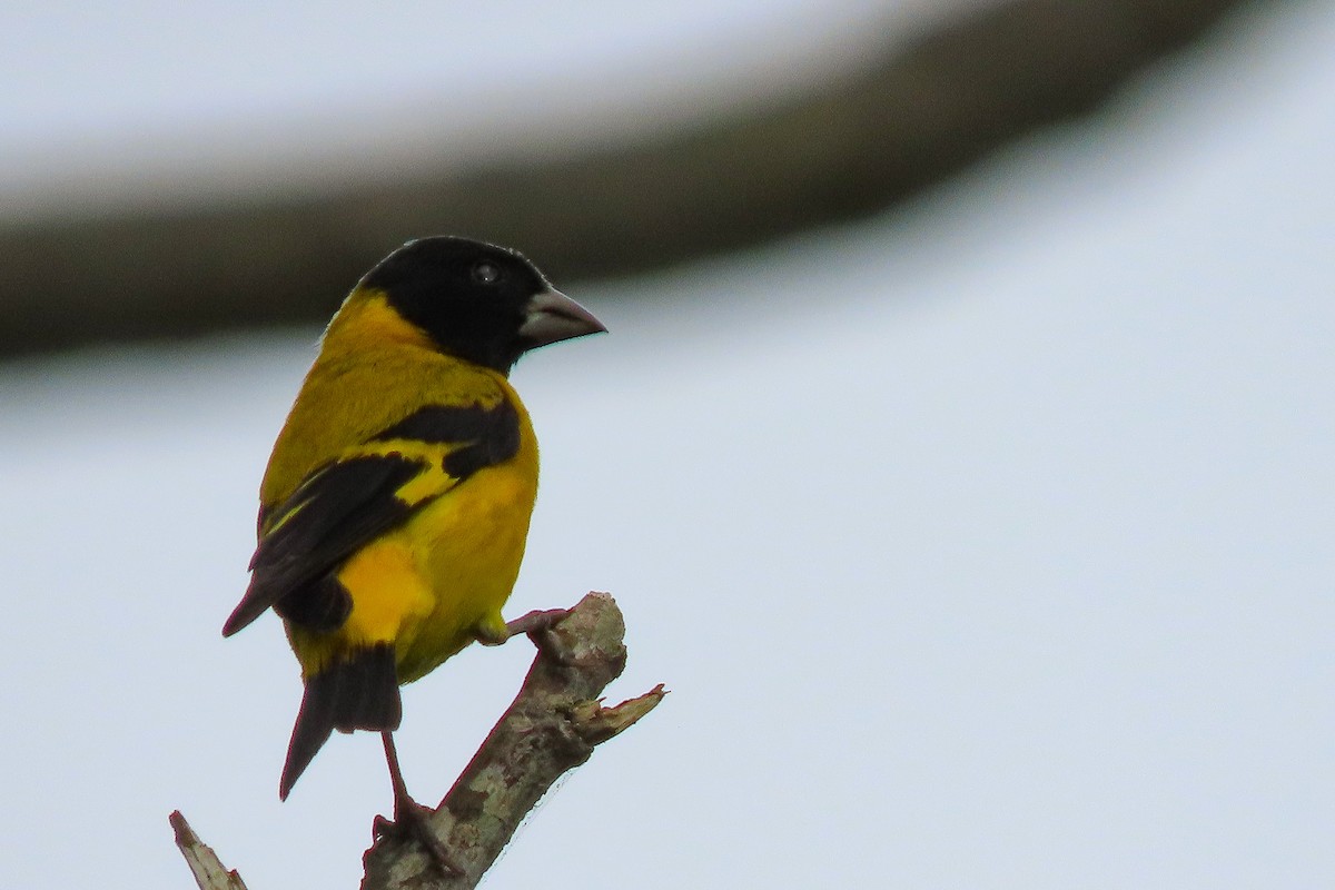 Saffron Siskin - ML305791661