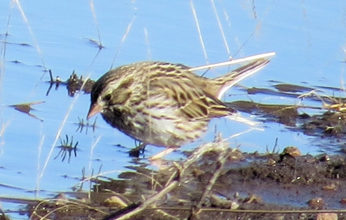 Savannah Sparrow - ML305792061