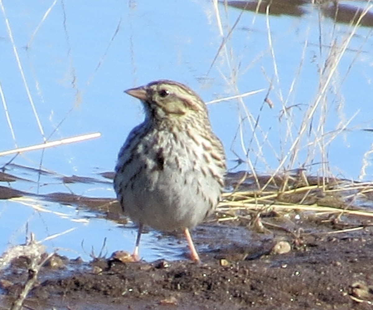 Savannah Sparrow - ML305792081