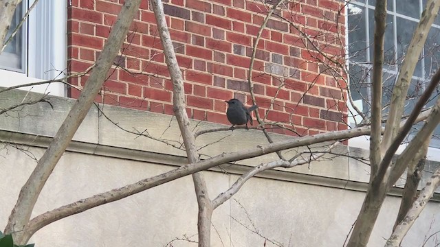 Gray Catbird - ML305793311