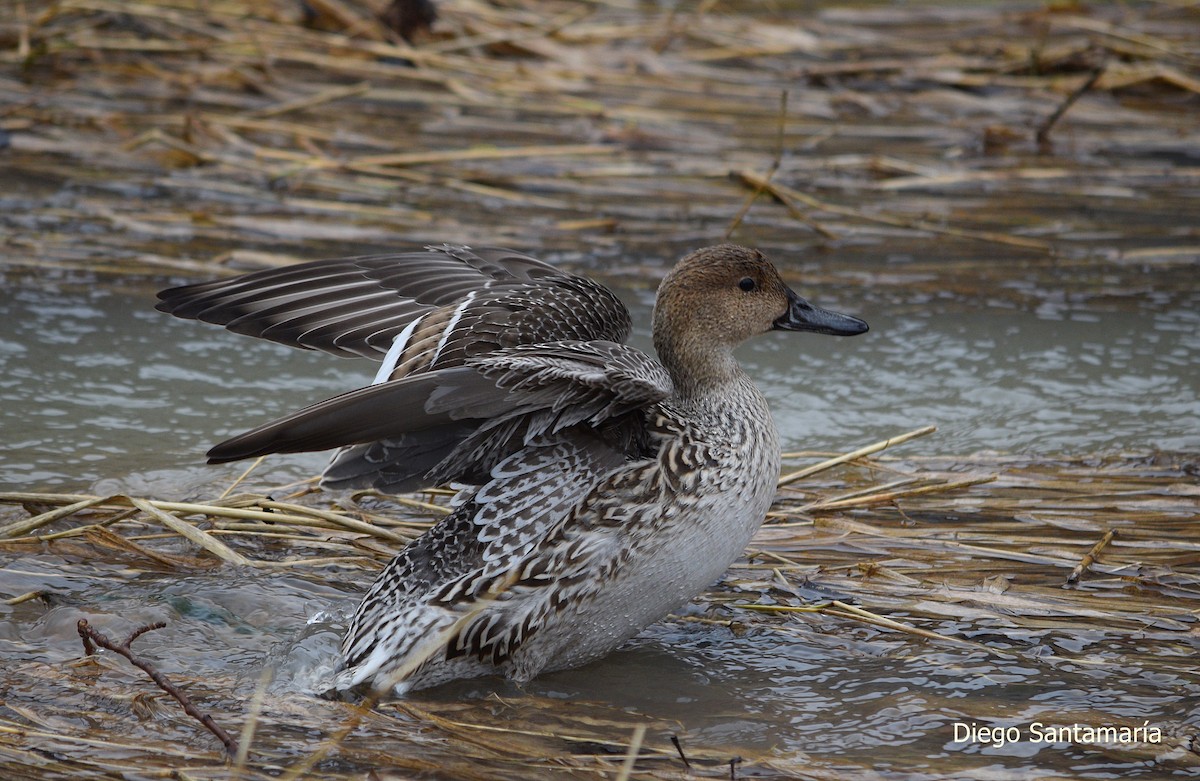 Northern Pintail - Diego Santamaria