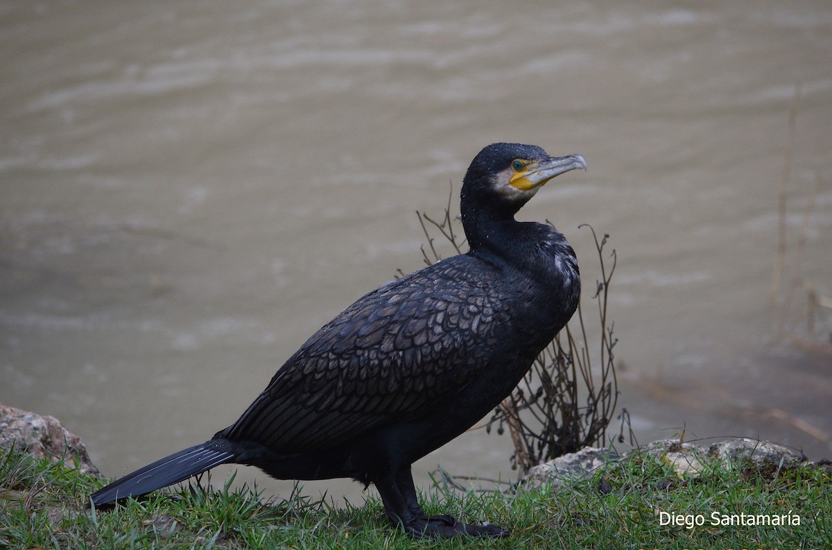 Great Cormorant - Diego Santamaria