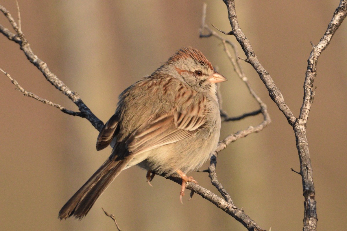 Rufous-winged Sparrow - ML305794821