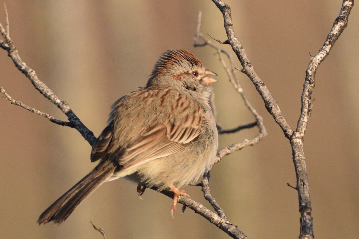 Rufous-winged Sparrow - ML305794831
