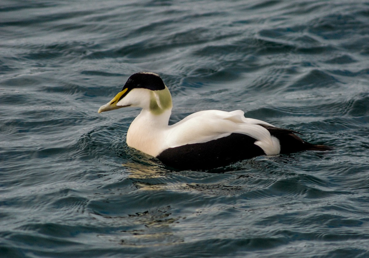 Common Eider - Joan Balfagón