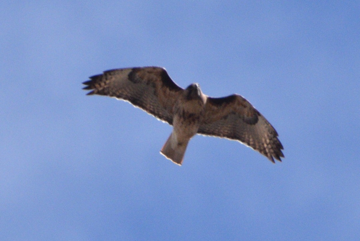 Red-tailed Hawk - ML305795921