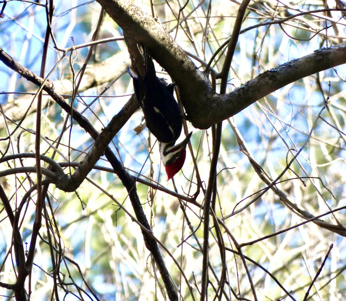 Pileated Woodpecker - ML305796391