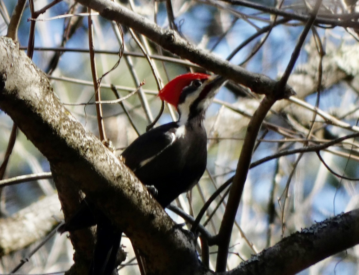 Pileated Woodpecker - ML305796461
