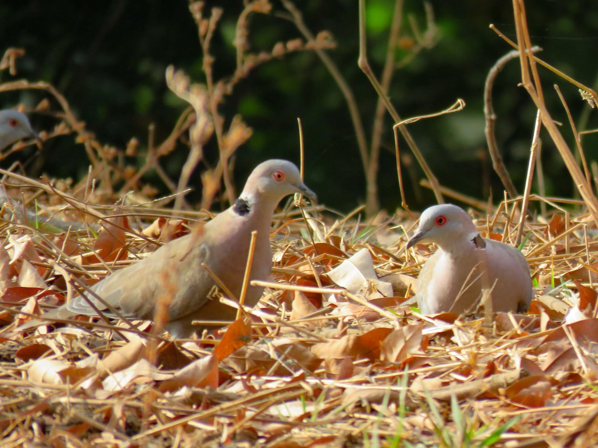 Mourning Collared-Dove - ML305796481