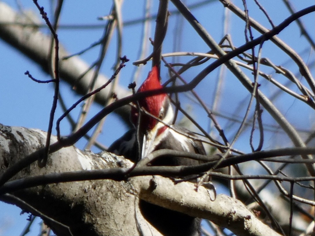 Pileated Woodpecker - ML305796531