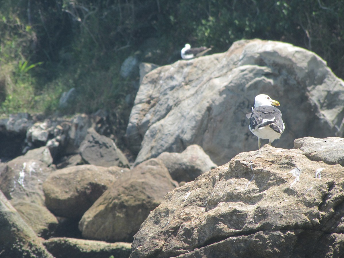 Kelp Gull - ML305796591