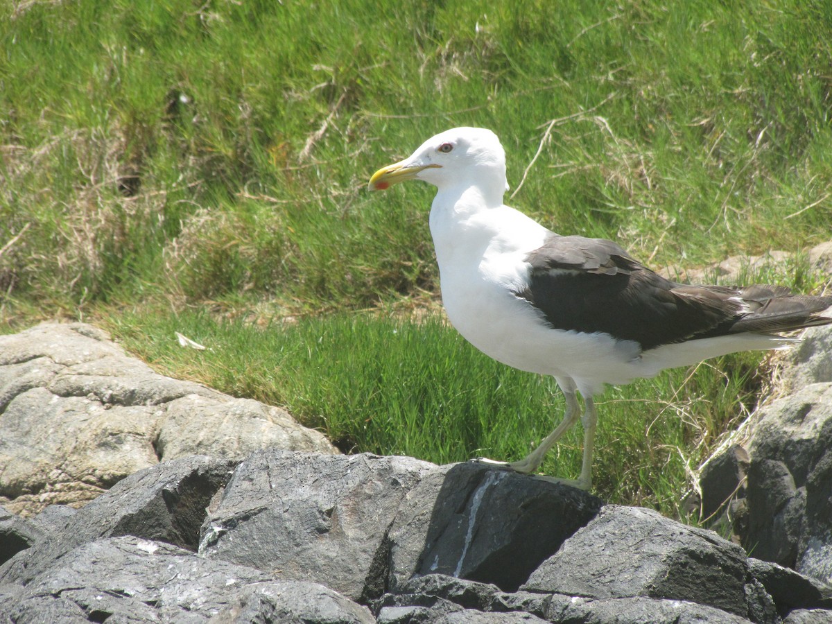 Kelp Gull - ML305796631