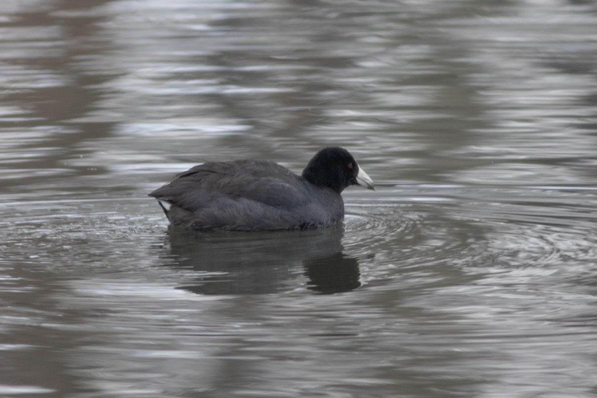 American Coot - ML305797961