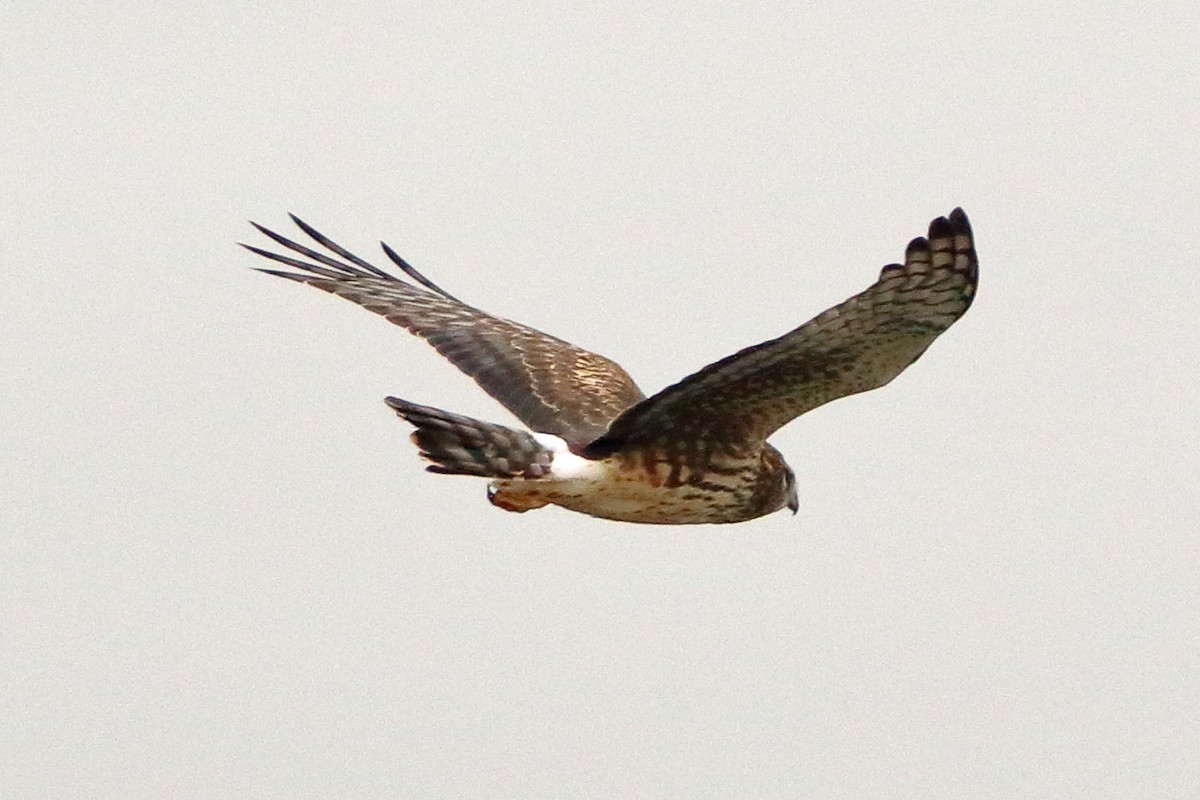 Northern Harrier - ML305798031