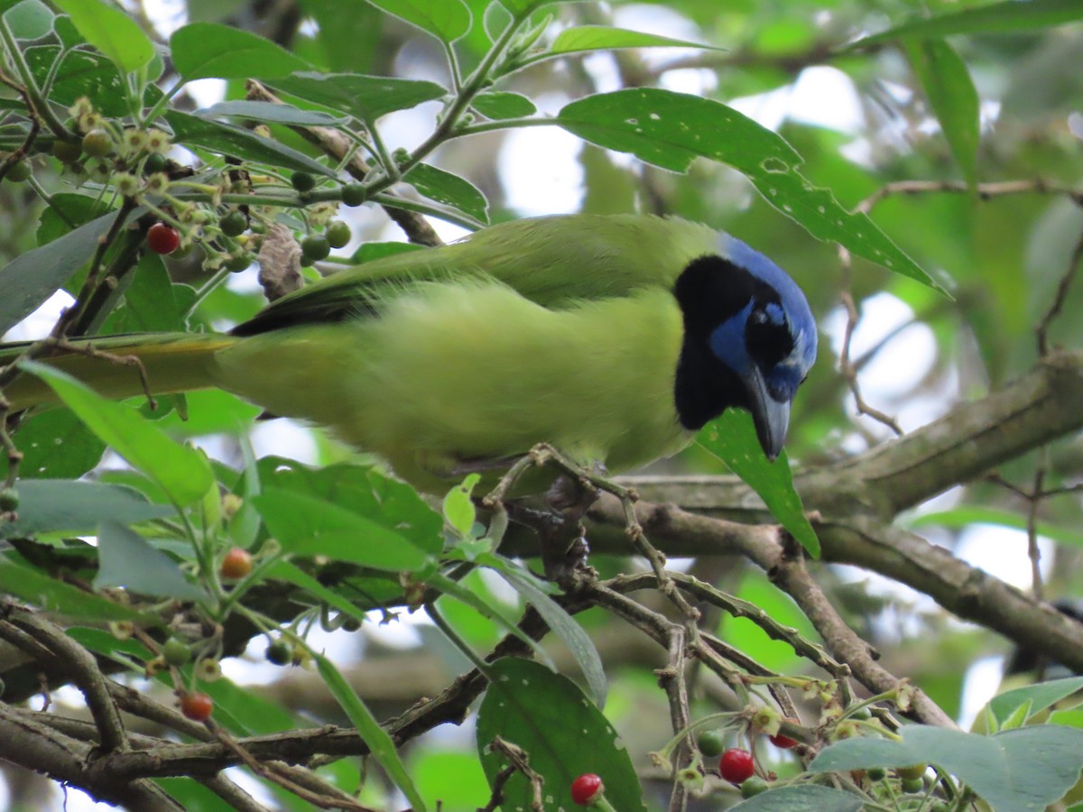 Green Jay - Héctor Cano