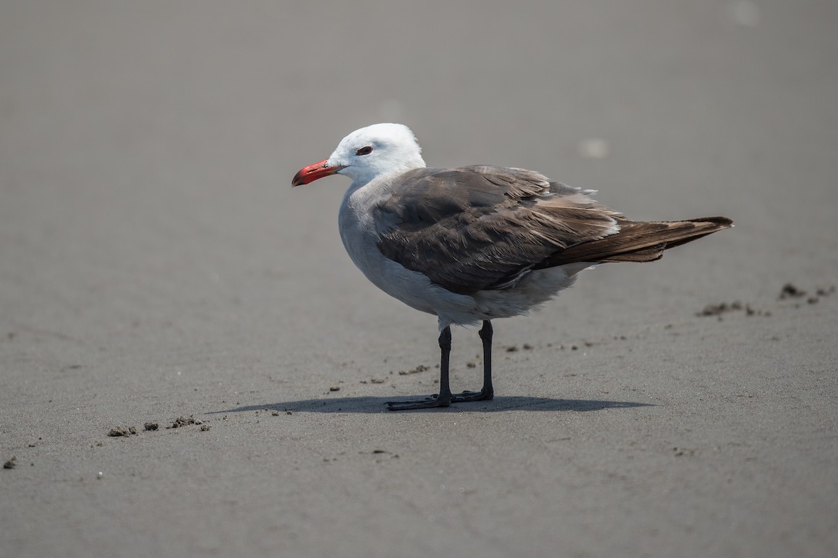 Heermann's Gull - ML30579931
