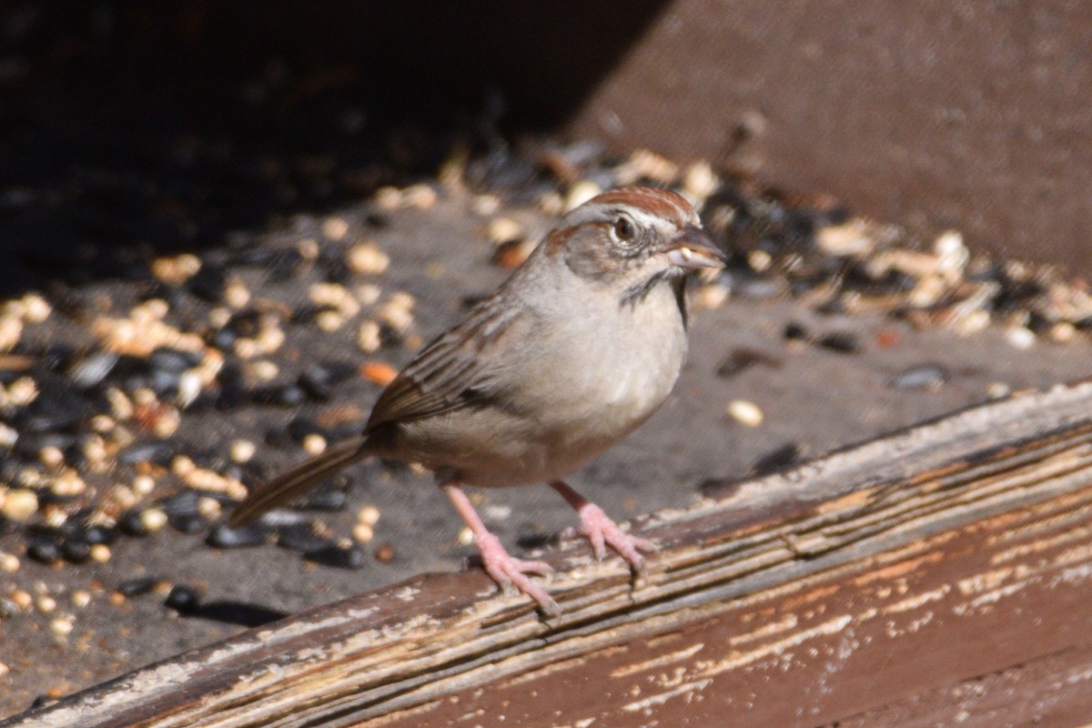 Rufous-crowned Sparrow - ML305799471