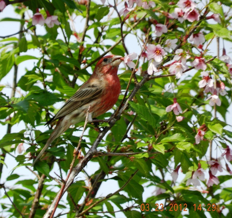 House Finch - ML305800741