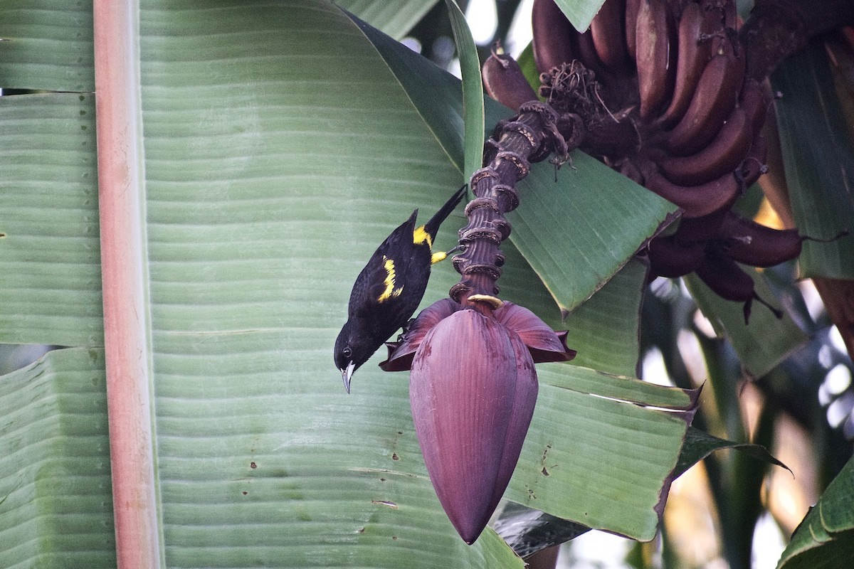 Cuban Oriole - ML305802191