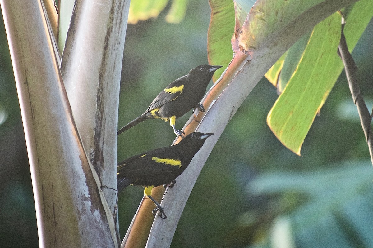 Cuban Oriole - ML305802311