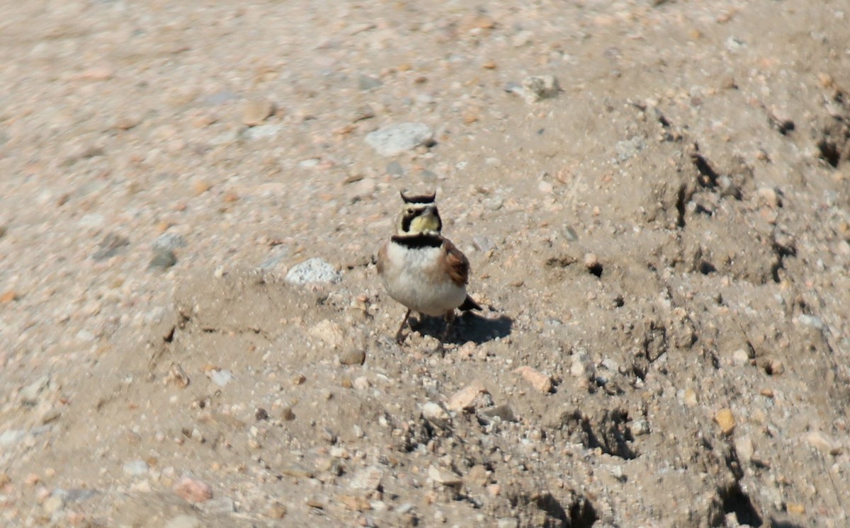 Horned Lark - ML30580241