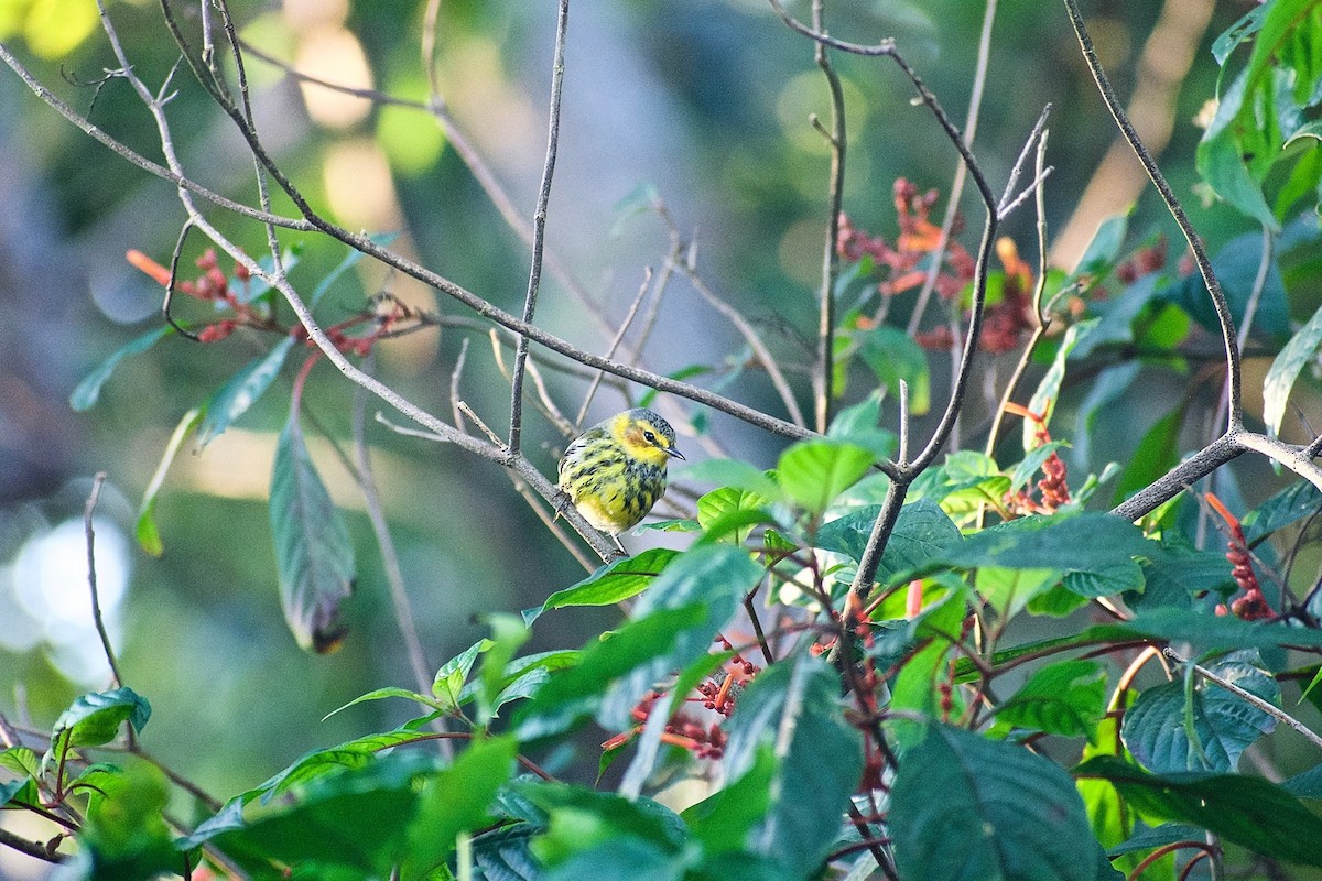 Cape May Warbler - Roberto Jovel