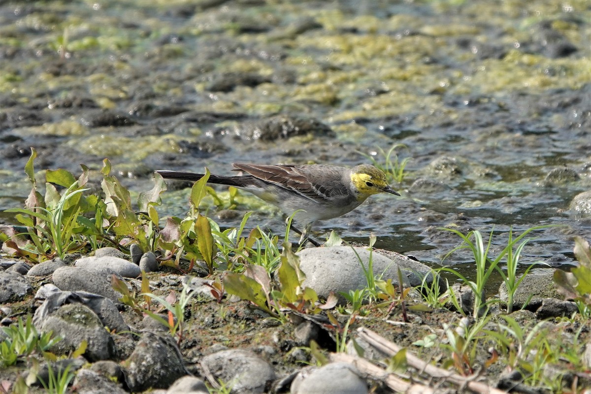 Citrine Wagtail - ML305803891