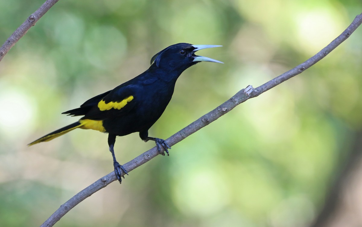 Yellow-winged Cacique - Luke Seitz