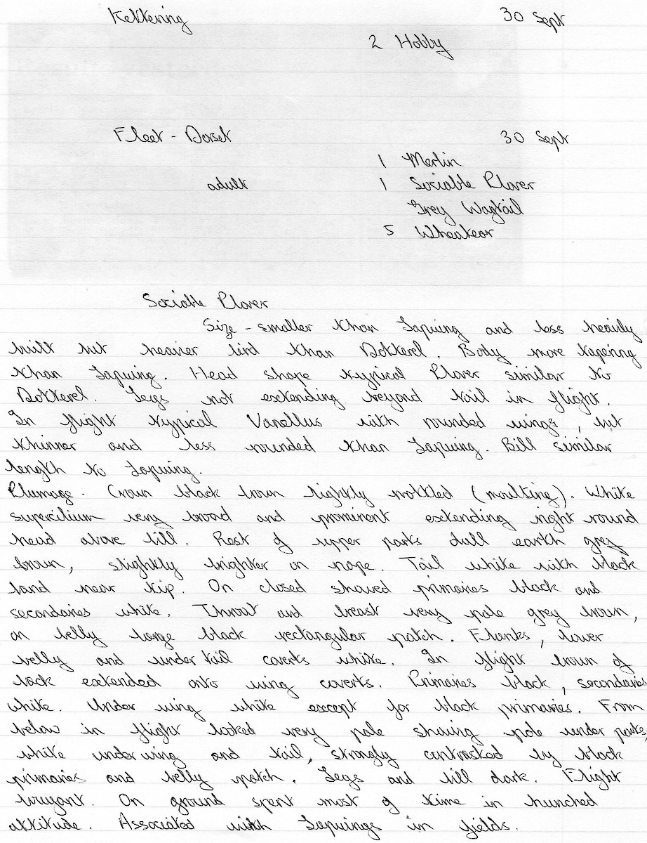 Sociable Lapwing - ML305804401
